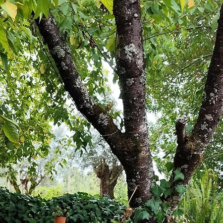 Casa Da Nogueira * Alvorninha